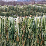말린 시래기 2kg, 10kg _길리농장 : 산청군 산엔청쇼핑몰