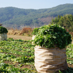말린 시래기 2kg, 10kg _길리농장 : 산청군 산엔청쇼핑몰