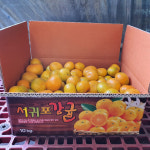 [현승농수산] 제주 노지 조생 감귤  / 5kg 10kg : 현승농장
