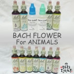 BFRP 반려동물 배치플라워와 행동문제 관리 - 몸과 마음을 치유하는 식물에센스 Bach Flower Remedy For Animals : 마치집인냥