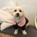 부띠끄멍 2컬러 사이즈 S-XL 핸드메이드 양털 자켓 : 마이앨리스독