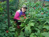 홍삼액  6년근  홍삼액 60포 : 강씨네금산인삼농장