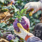 제주 햇 콜라비     제주 부부 농부 직송 : 제주영순이농장