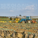제주 햇 콜라비     제주 부부 농부 직송 : 제주영순이농장