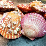 야무진 통영 홍가리비 1kg(20마리내외) : 해미수산