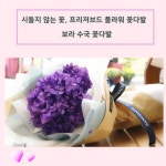 인스플라워&스튜디오 | 시들지않는 꽃 프리저브드 드라이 플라워 보라 수국 생일 축하 꽃다발 : 인스.피아