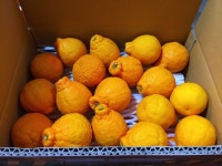 가정용 한라봉 5kg,10kg : 윤준이네농장