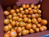 제주 조생감귤 : 윤준이네농장