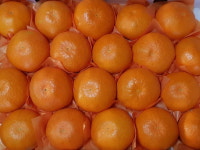 제주 서귀포 남원 레드향 5kg (12~20과) 선물용 가정용 산지직송 시설재배 고당도 : 제주사랑감귤농장.com