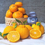 제주산지직송 제주대표과일 써니트 (한라봉) 5kg, 10kg : 상대과원x우리농장