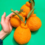 제주도 웃드르농장의 달콤한 한라봉 선물세트 3KG 5KG : 산들강바다