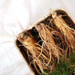 금산 바른인삼 5년근 6년근 원수삼 난발삼 미삼 : 바른인삼