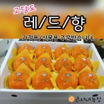 [선물용] 은서네농장 레드향 3kg/5kg/10kg : 은서네농장