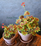 벤쿠버 제라늄 (소), 단풍 제라늄, 케나다 제라늄, 이태리 토분 세트, Forest Floor : Forest Floor