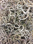 [강원도] 정선 자연산 일엽초100g 산약초꾼 들이 직접산행 채취 : 산약초이야기 건강촌