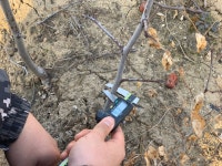 사과대추 묘목 조생종 신후주대추 1년생 - 경산대추 한림농원 : 한림농원 대능사과대추