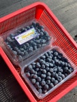 국내산 무농약 생과블루베리 2Kg 지나농원  (순차적발송예정이며 10kg이상 주문건은 매장 전화 부탁드립니다) : 지나농원 블루베리