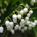 토종 은방울꽃 : 꽃섬농원