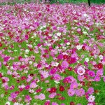 코스모스 씨앗 1kg : 씨드랜드