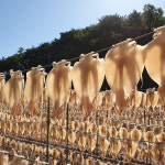반건조오징어 마른오징어 피데기 국내산 건오징어 반건오징어 특 5마리 850g 파품 파지 : 동광수산