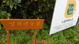 무농약 인증 최고의 맛과 향 최고 감귤 : 제주영희네농장