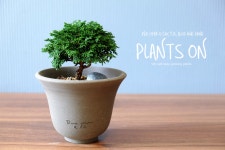 청짜보 두갸르송 리미티드 고화도팟 벨팟13 포함 약 17cm /  듀가르송 / deuxgarcons Hinoki Cypress : 플랜츠온
