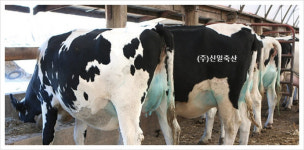 ★캐나다산 정품 어더컴포트 유방로션 /품평회챔피온베스트제품수상/ 축산기자재 / 젖소 /  유방로션 / 백년가게 / 신일축산 : 백년가게