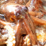 통영 자연산 돌 문어 1kg (2~4마리 내외) : 해미수산