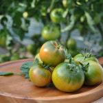 짭잘이토마토 짭짤이토마토 짭짜리토마토 2.5kg 대저 짭자리 부산 : 싼재네마켓