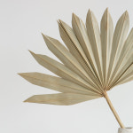 팜리프 올리브 팜트리잎 드라이리프 야자수잎 : 몬트레소르