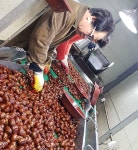 노루골농원 포르단밤 대보밤특5kg : 노루골농원