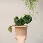 수박페페 귀여운 공기정화식물 미니수박잎 - 쵸코 납작토분 : 티에라 선인장