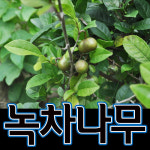 순희농장/녹차묘목녹차나무묘목/녹차나무1+1/녹차나무꽃/웰빙차 : 씨티농원