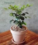 오렌지 자스민 (소) 꽃나무 독일토분 이태리토분 인테리어화분 : Forest Floor