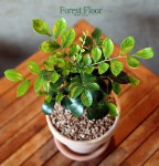 오렌지 자스민 (소) 꽃나무 독일토분 이태리토분 인테리어화분 : Forest Floor
