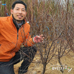 옥매화나무 3년생 매화나무 오이도 : 에버그린농원
