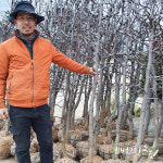 사과대추나무 묘목 [6년생] 결실주 사홍대추 : 에버그린농원