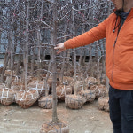 사과대추나무 묘목 [6년생] 결실주 사홍대추 : 에버그린농원