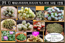 [FE 1]  페네스트라리아&프리시아 믹스 씨앗 50립 : 리톱스나라