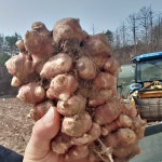 예선아빠의 맑고 진한 돼지감자즙 : 예선아빠농장