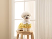 강아지 마카롱 중형견 대형견 원피스 공주 옷 : 허니수니