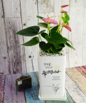 [축하 Ver2] 메세지가 인쇄되는 축하화분 승진 영전 진급 개업 이사 집들이 사무실 화분 문구 레터링 입주 오픈 공기정화식물 스투키 금전수... 