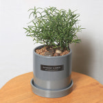 로즈마리화분 허브나무 식용허브 : 레인보우플라워