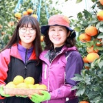 제주도 농장 천혜향 제철 천해양 3 5 10kg 칼로리 크기 천애향 효능 선물세트 산지직송 : 강남맛집