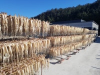 부모님이직접말리신국내산 당일바리 마른오징어 [뭉치네피데기] : 뭉치네피데기본점