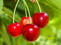 준왜성 체리나무 묘목 접목 1년생 러시아 8호 강산16호대목 : 농원의 모든것