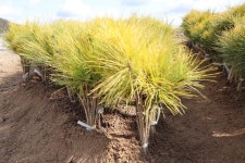 소나무 묘목 황금소나무 접목 1년생 : 한밭농원