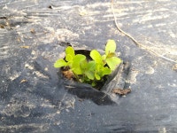 스테비아(설탕초) 모종/묘종/종근 판매 : 건강딱농장