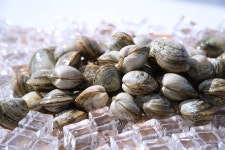 서해안 국산동죽조개 물총조개 1kg : 청해수산몰
