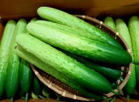 (가락시장까망콩) 단짠 단짠  피클 장아찌 오이지오이 백오이 50개 : 가락시장 까망콩